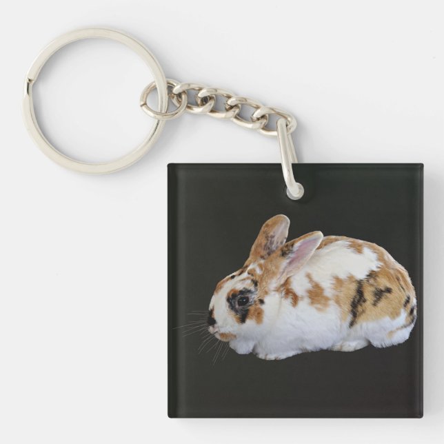 Calico Rabbit (Devant)