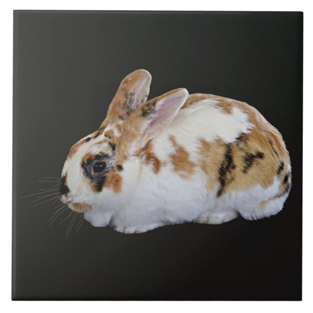 Calico Rabbit Fliese (Vorderseite)