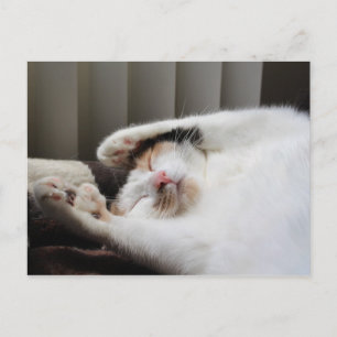 Calico schlafend in der Sonne Postkarte