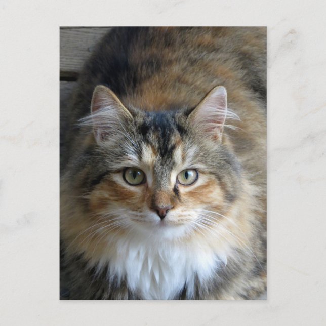 Calico Tabby Postkarte (Vorderseite)