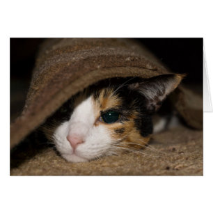 Calico Taco Grußkarte