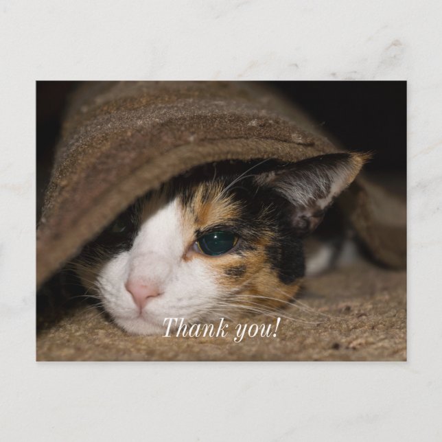 Calico Taco Vielen Dank Postcard Postkarte (Vorderseite)