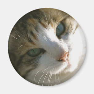 Calico Tiger Cat Magnet