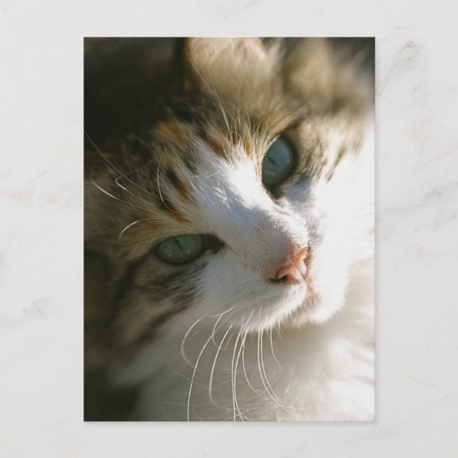 Calico Tiger Cat Postkarte (Vorderseite)