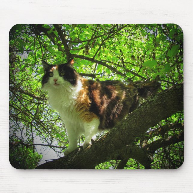 Calico-Vogeljäger Mousepad (Vorne)