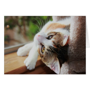 Calicot sur le rebord de fenêtre, notes précieuses