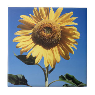California, A Mammoth Sunflower (Helianthus) 3 Fliese