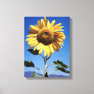 California, A Mammoth Sunflower (Helianthus) 3 Leinwanddruck