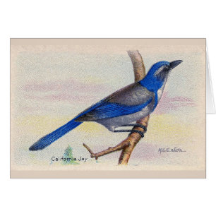 California Blue Jay Bird Carte de remerciements