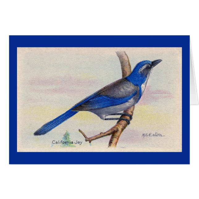 California Blue Jay Bird Danke Karte (Vorderseite (Horizontal))