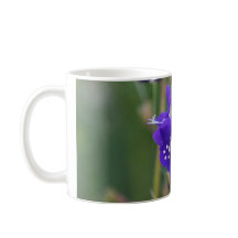 California Bluebell