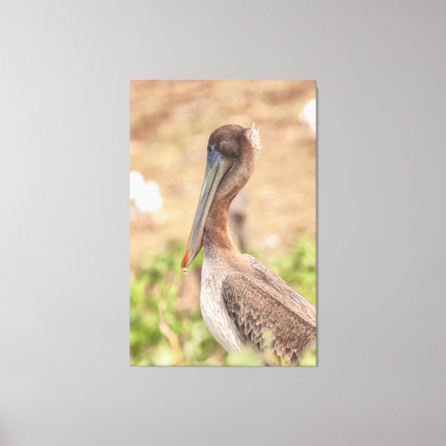 California Brown Pelican Leinwanddruck (Vorderseite)