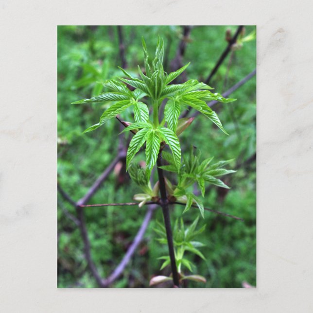 California Buckeye Seedling Postcard Postkarte (Vorderseite)