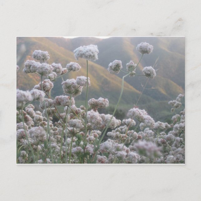 California Buckweizen Postkarte (Vorderseite)