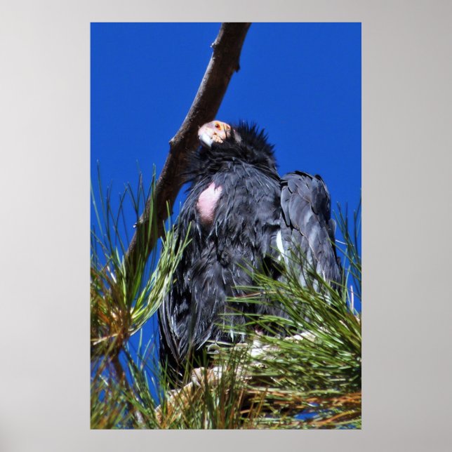 California Condor Poster (Vorne)