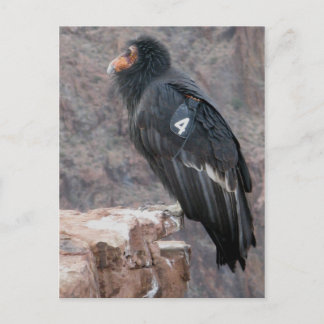 California Condor Postkarte