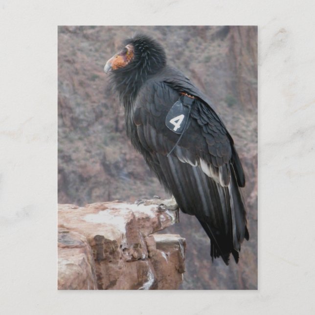 California Condor Postkarte (Vorderseite)