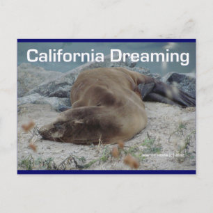 California Dreaming (Sea Lion) - Carte postale