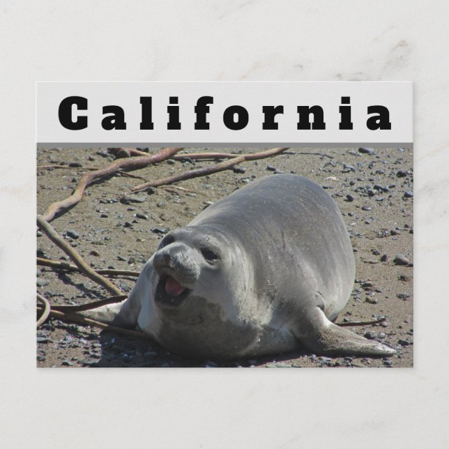 California Female Elephant Siegel Postkarte (Vorderseite)