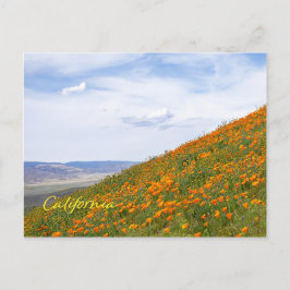 California Golden Poppies Postkarte