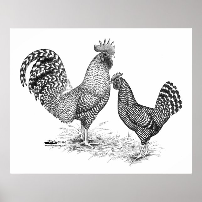 California Gray Rooster und Hen Poster (Vorne)