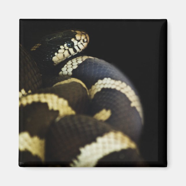 California King Snake Magnet (Vorne)