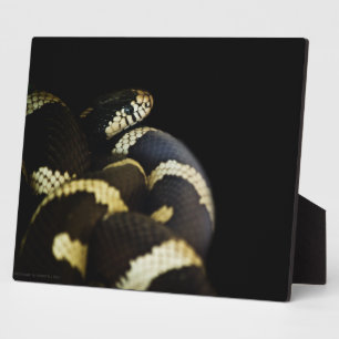 California King Snake Plaque Fotoplatte