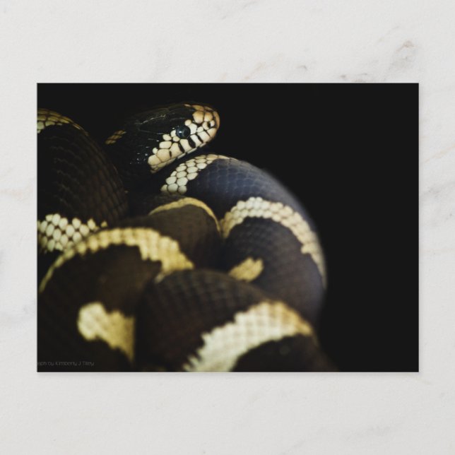 California King Snake Postcard Postkarte (Vorderseite)