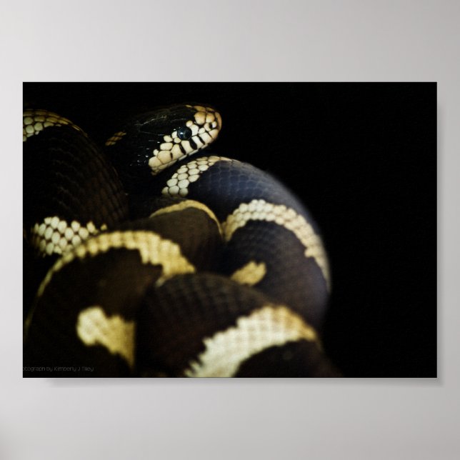 California King Snake Print Poster (Vorne)