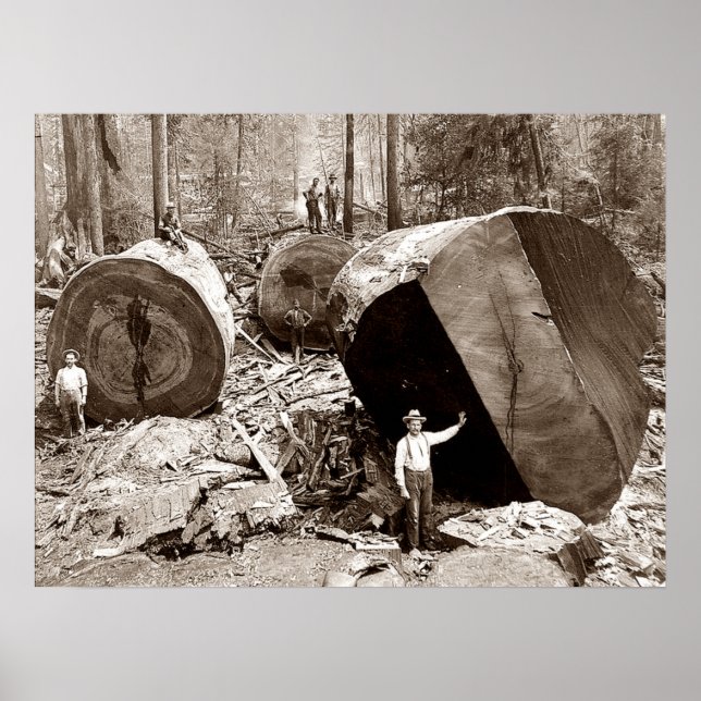 California Lumberjacks Fallen Redwood 1910 Poster (Vorne)