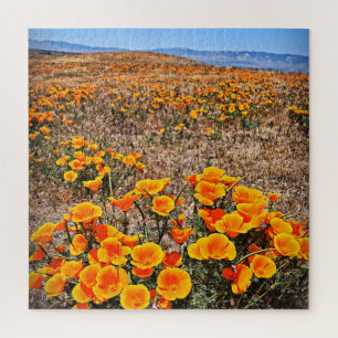 California Mohnfelder - Blume - 20x20 - 676 pc