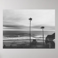 California Palm Trees