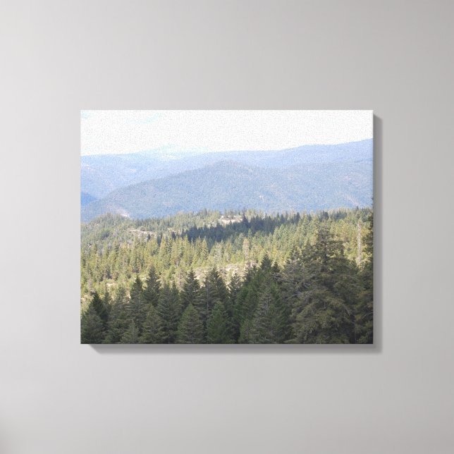 California Pine Trees Fotografy Leinwand (Vorderseite)