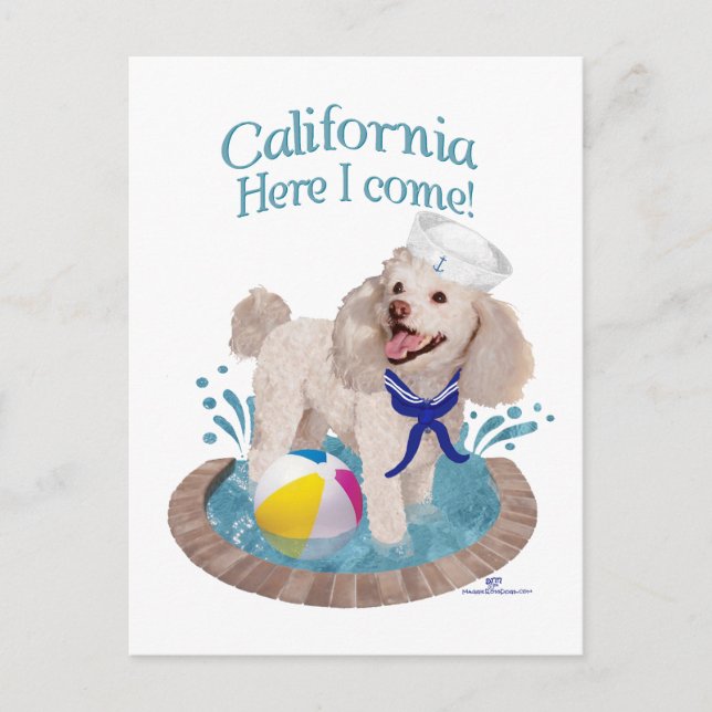 California Poodle Postkarte (Vorderseite)