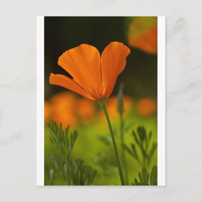 California Poppie Postkarte (Vorderseite)