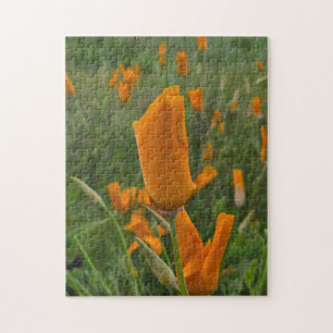 California Poppies as Buds