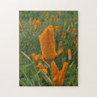 California Poppies as Buds