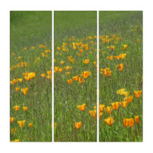 California Poppies auf der Hillside