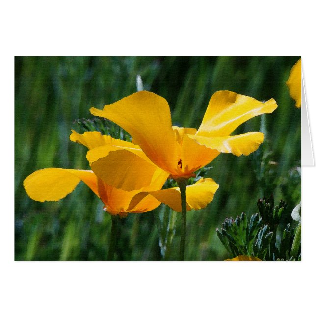 California Poppies Blume Card (Vorderseite (Horizontal))