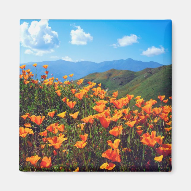 California Poppies Covering a Hillside Magnet (Vorne)