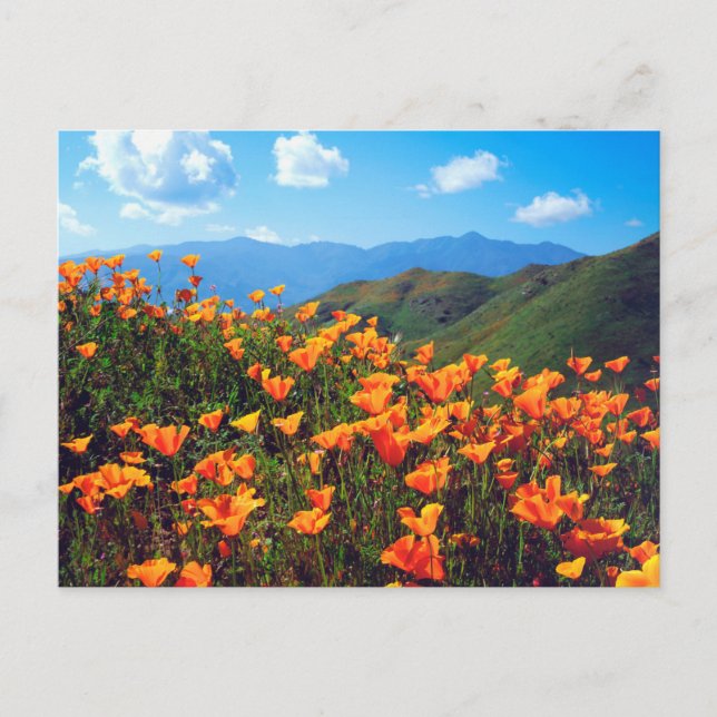 California Poppies Covering a Hillside Postkarte (Vorderseite)