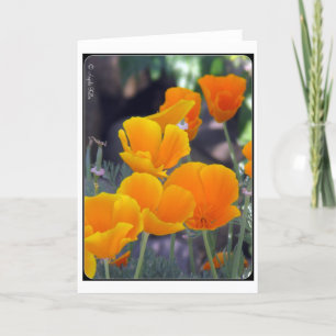 California Poppies Grußkarte Karte
