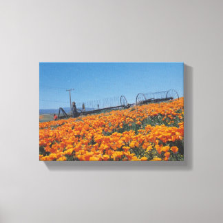 California Poppies Leinwanddruck