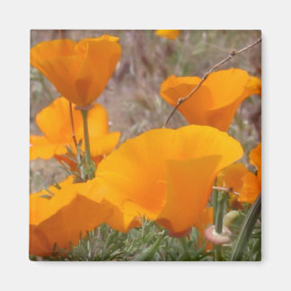 California Poppies Magnet