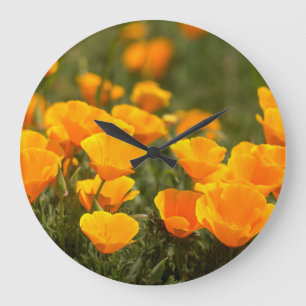 California poppies, Montana de Oro State Park Große Wanduhr