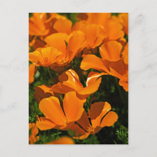California Poppies Postcard Postkarte