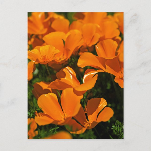 California Poppies Postcard Postkarte (Vorderseite)