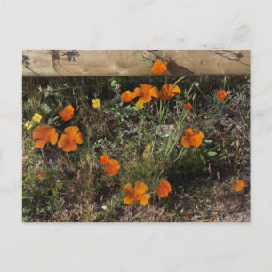 California Poppies Postkarte