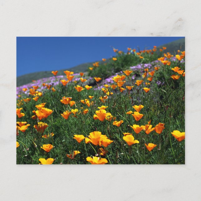 California Poppies Postkarte (Vorderseite)