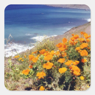 California Poppies Quadratischer Aufkleber